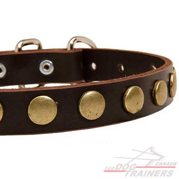 Dog collar decorated with vintage-looking studs