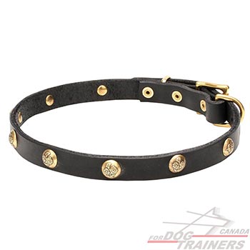 Full grain natural leather dog collar with studs
