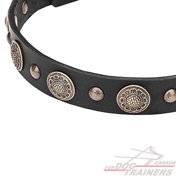 Leather dog collar with brass rustproof fittings