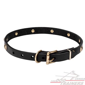 Collar for Dogs with Rust Resistant Hardware