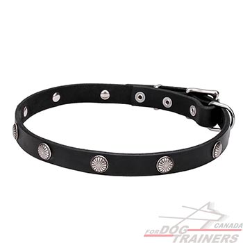 Everyday use walking leather dog collar