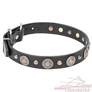 Brass round studs with engraving on leather dog collar