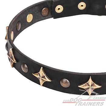 Dog leather collar with bronze plated stars and studs
