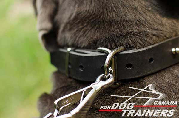 Dog collar with D-ring for on-lead training