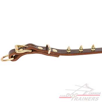 Collar for dogs with buckle an D-ring