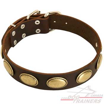 Dog collar with brass oval plated