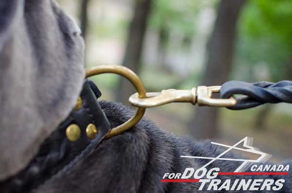 Braided leather dog collar with rust-proof fittings