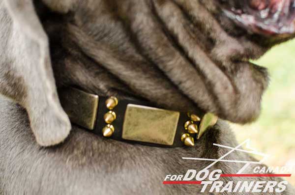 Dog Leather Collar with Superb Decoration