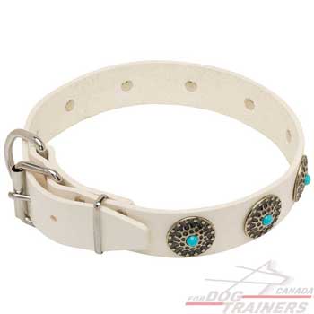 Leather white dog collar with riveted fittings