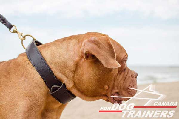 Leather Collar for Dogue de Bordeaux Successful Training