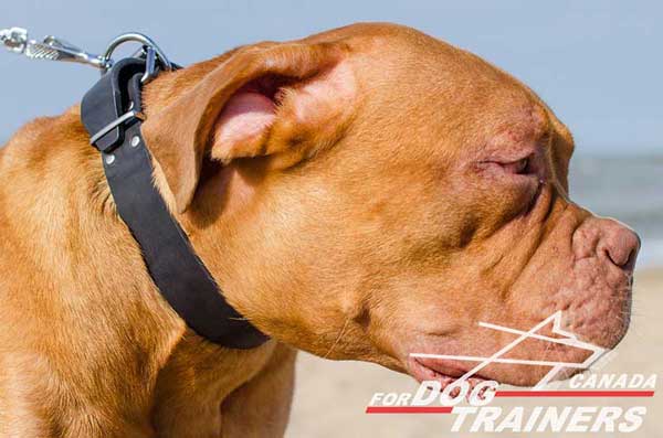 Wide Leather Collar for Dogue De Bordeaux