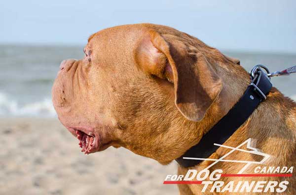 Walking Leather Collar for Dogue de Bordeaux