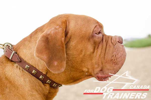 Dogue de Bordeaux Leather Collar for Walking