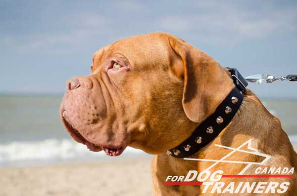 Fashion Lather Dogue de Bordeaux Collar