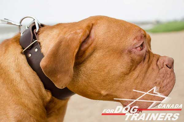 Extra Wide Leather Collar for Dogue de Bordeaux