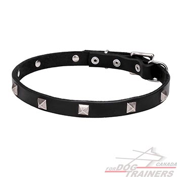 Collar for Dogs with Chrome Plated Pyramids
