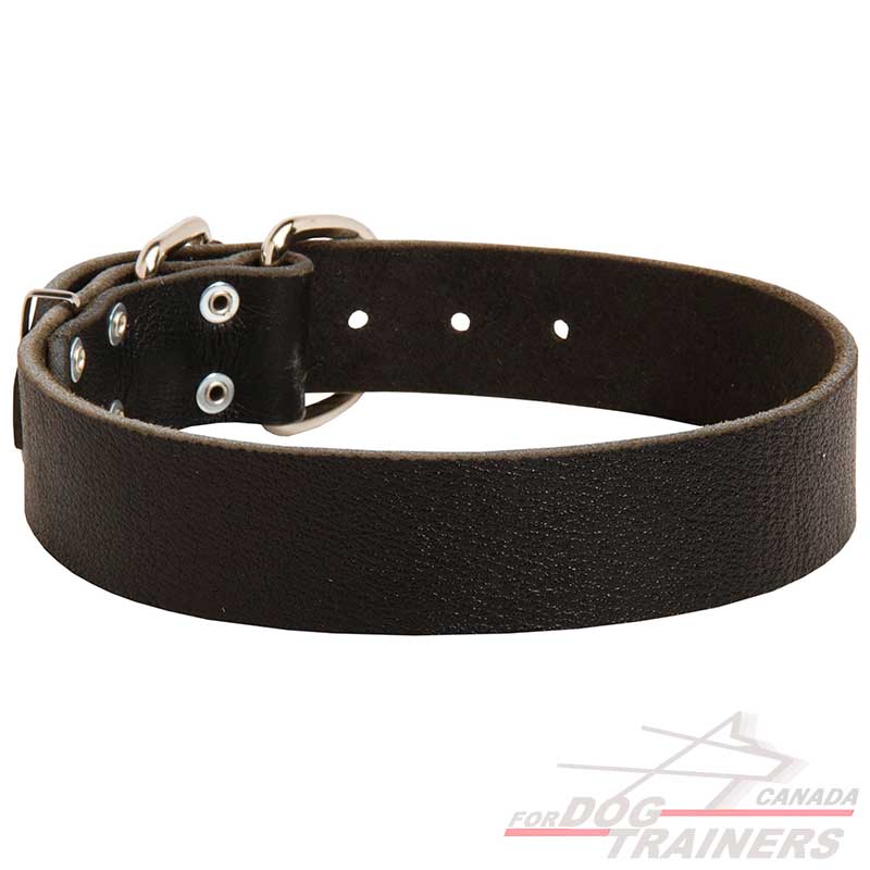 Buy Classic Wide Leather Dog Collar for Walking and Training