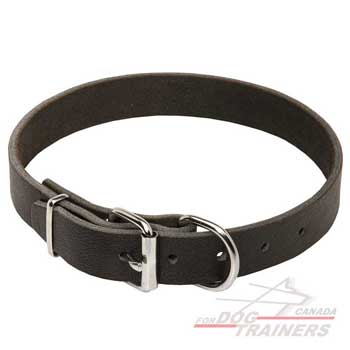 Leather Collar for Canine Walking