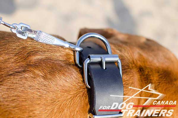 Leather Collar for Dogs of Large and Medium Breeds