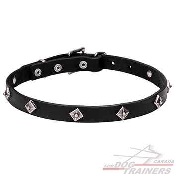Natural leather dog collar with studs