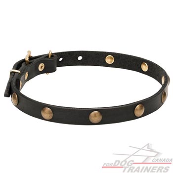 Leather dog collar adorned with brass studs