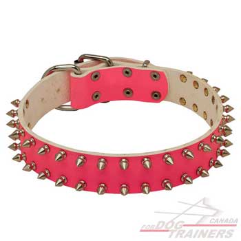 Dog leather collar with gorgeous spikes