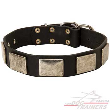 Leather collar for dog walking in style