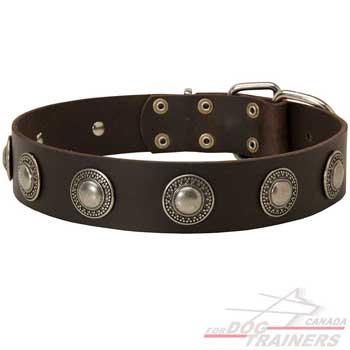 Dog leather wide collar with brass decoration