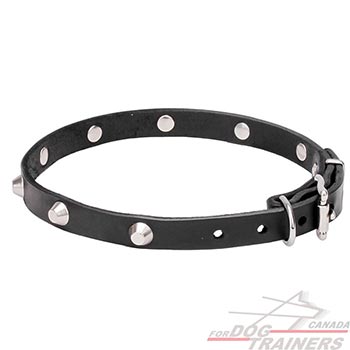 Natural Leather Decorated Walking Dog Collar
