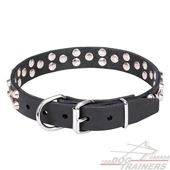 Leather walking dog collar with chrome plated hardware