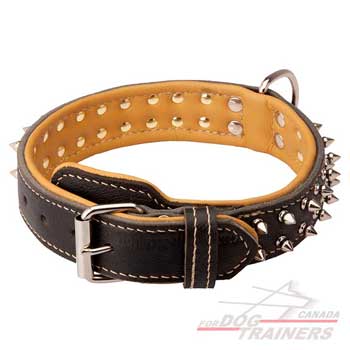 Leather Dog Collar with Nickel Spikes