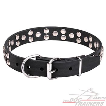 Leather dog collar with chrome plated hardware