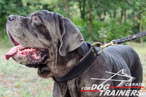 Mastino Napoletano Leather Collar Stitched With Strong Nylon Thread