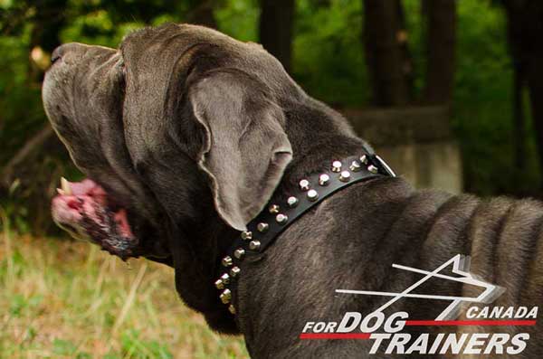 Mastino Napoletano Collar Leather with Steel Nickel Plated Studs