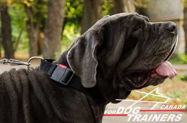 Mastino Napoletano Collar Nylon for Daily Walking Activities