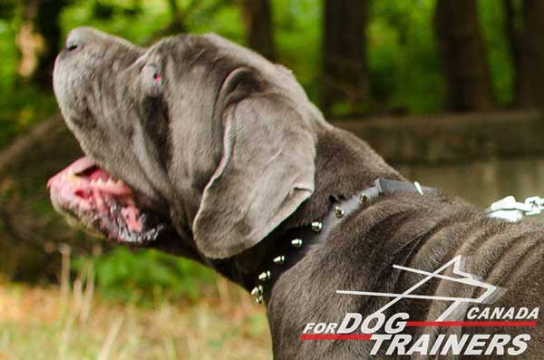 Mastino Napoletano decorated collar with spikes