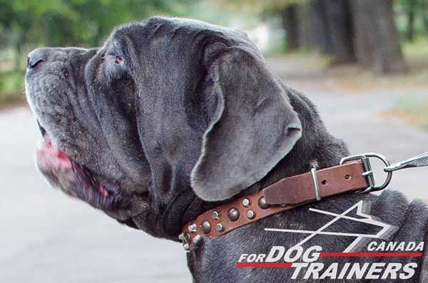 Mastino Napoletano Leather Collar with Studs