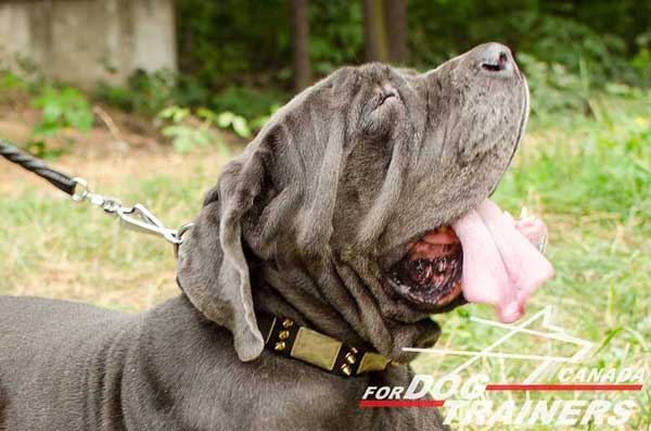 Mastino Napoletano Leather Collar for Walking in Style