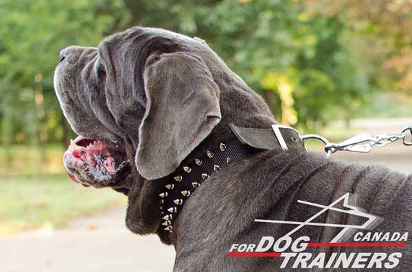 Mastino Napoletano collar ofnylon with spikes