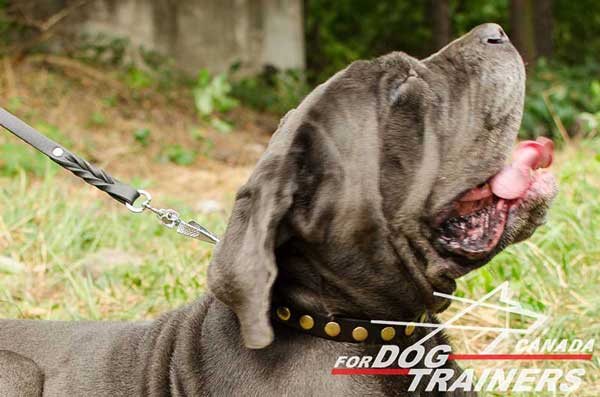 Collar for Mastino Napoletano with buckle and D-ring