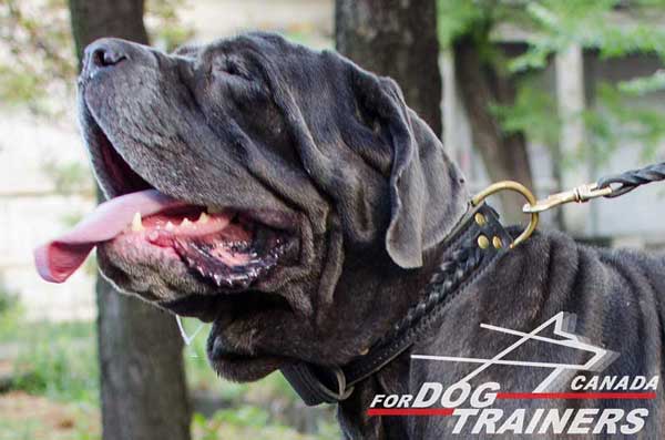 Mastino Napoletano leather braided dog collar for everyday walking