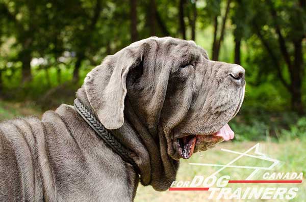 Mastino Napoletano leather dog collar braided with brass fittings