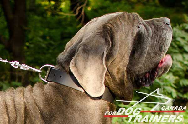 Wide Leather Collar for Mastino Napoletano Training