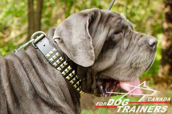Mastino Napoletano Leather Collar Decorated with Pyramids
