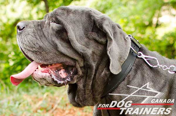 Leather Mastino Napoletano Collar Felt Padded