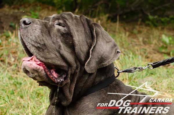 Leather Collar for Mastino Napoletano