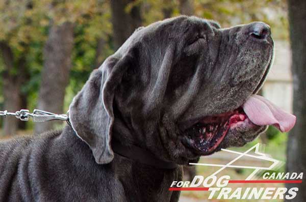 Leather Collar for Mastino Napoletano