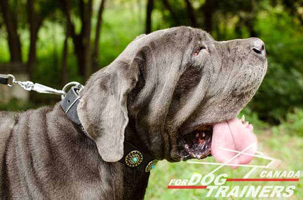 Leather strong dog collar for Mastino Napoletano