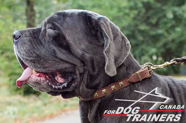 Leather Collar for Mastino Napoletano Training