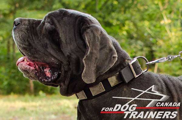 Fashion Nylon Collar for Mastino Napoletano
